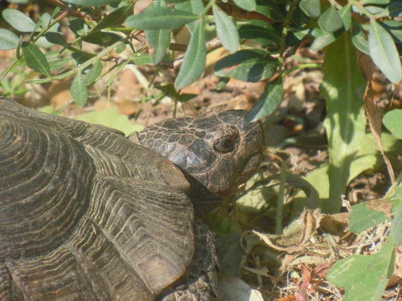 Testudo marginata..